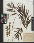 Foto von Salix viminalis L.